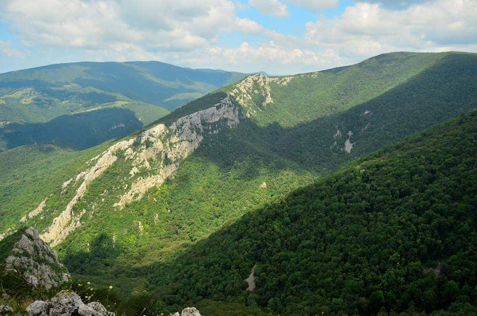 Păduri - Foto: Ministerul Mediului