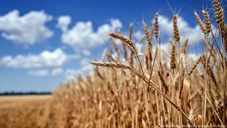 O minciună despre cerealele din Ucraina demontată: din 3 milioane de tone care au intrat în România, doar 4 probe au avut probleme. Foto: dw.com/ro