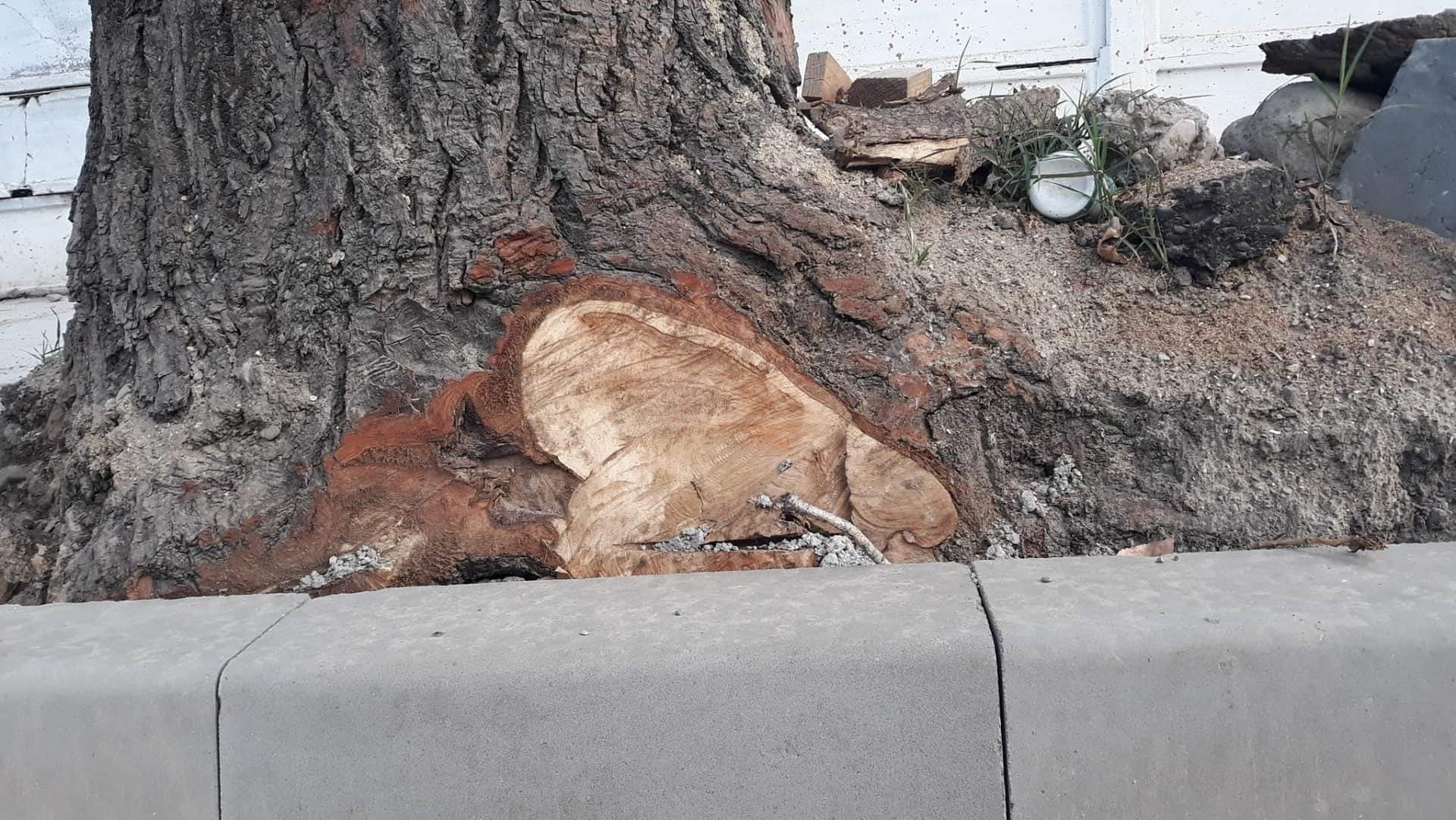 Intervenție brutală asupra arborilor de pe marginea străzilor, la Focșani. Muncitorii au ciuntit arborii ca sa puna borduri