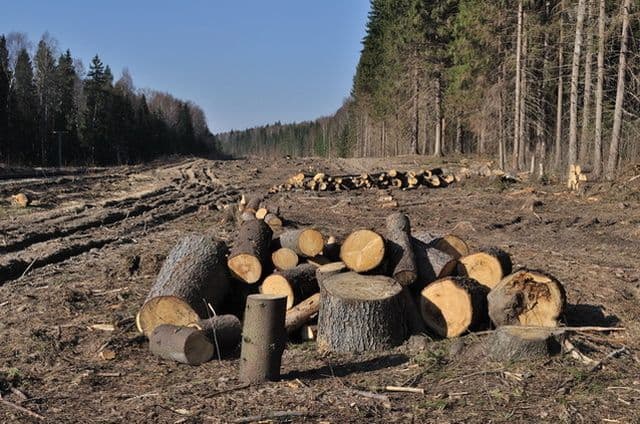 UE Strategie REzolutie protejare paduri