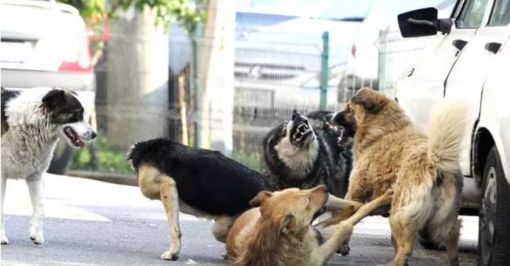 Maidanezi București Sursă foto Agerpres