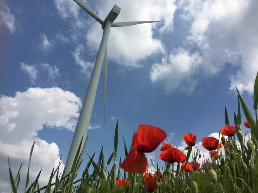 Cel mai mare parc eolian din România ar putea afecta seriso ecosistemul din Aria Protejată Lunca Siretului