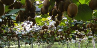 Kiwi, curmal chinezesc și paw-paw, aclimatizați într-o stațiune pomicolă din România. Iubitorii de plante exotice le pot cultiva la ei în grădini