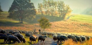 Crescători de oi Sursă foto Facebook Asociatia Judeteana A Crescatorilor De Ovine Covasna