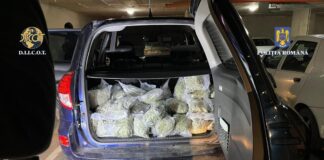 Percheziții DIICOT într-un dosar de trafic de droguri. Au fost confiscate 26 de kilograme de canabis