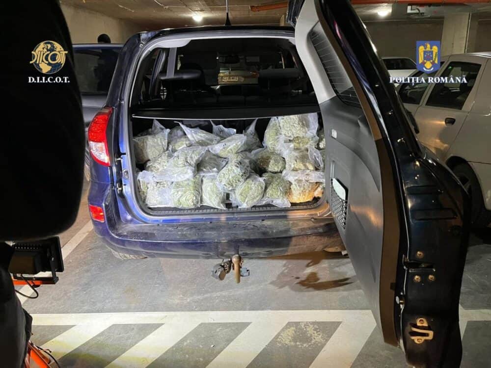 Percheziții DIICOT într-un dosar de trafic de droguri. Au fost confiscate 26 de kilograme de canabis