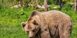 Bărbat atacat de un urs, la Sovata