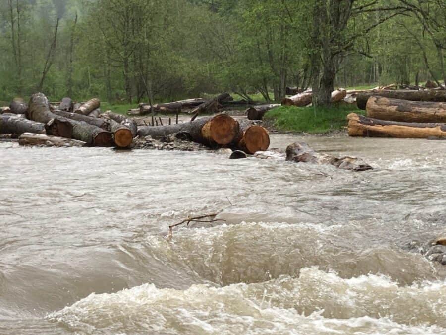 Buștenii de copaci surprinși de ploaia care a inundat Pârâul Doamnei în Ocolul Domnești, sudul Munților Făgaraș, România, miercuri, 17 mai 2023. Foto: Crina Boroș