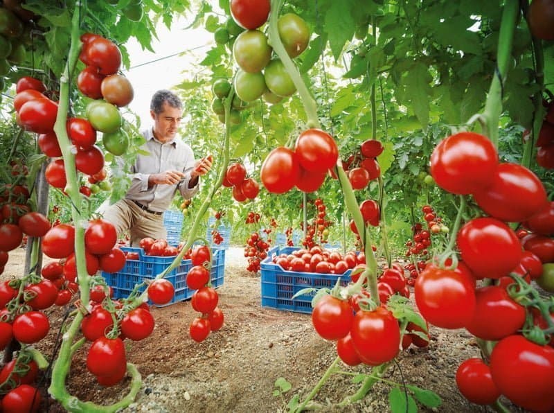 Anul 2023 ar putea fi unul bun pentru agicultori. Cel puțin așa preconizează reprezentanții Direcției penru Agricultură Botoșani.