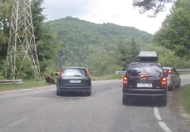 Un sofer cu numar de Arges a incercat sa loveasca cu masina o ursoaica cu un pui pe Transfagarasan, filmand cu o mana