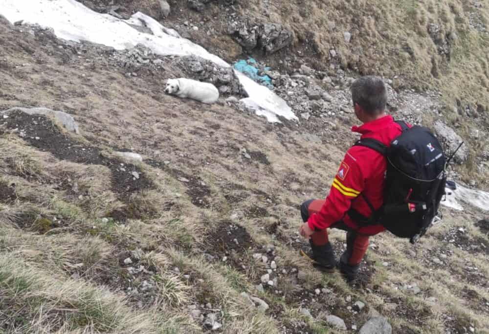 Un câine căzut într-o prăpastie de 200 de metri în Bucegi, recuperat de salvamontişti după o intervenţie de 3 ore