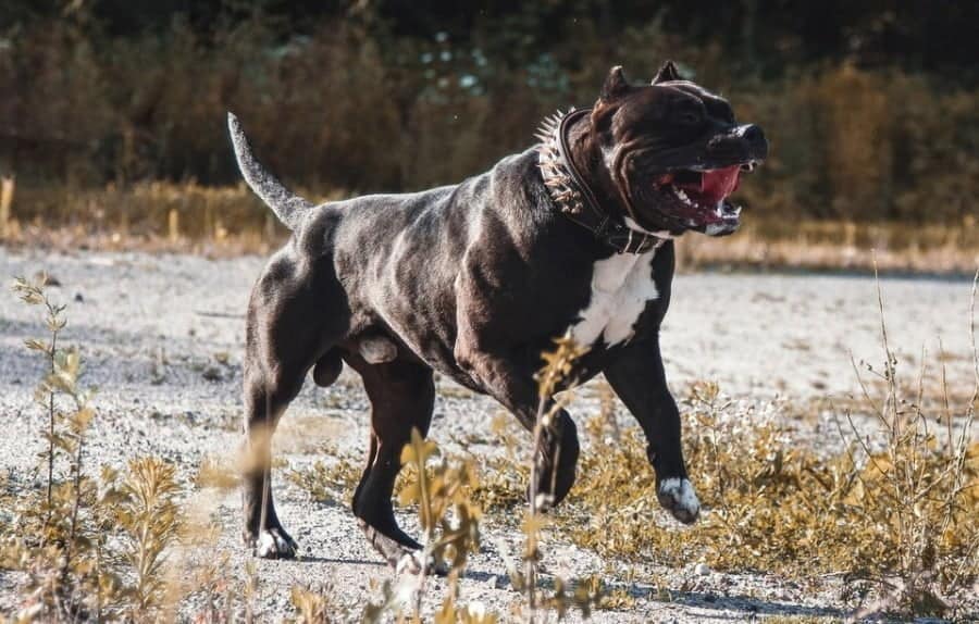 Poliția Galați a fost sesizată că un bărbat era în stare de inconștiență și nu se putea ajunge la el din cauza unui câine agresiv.