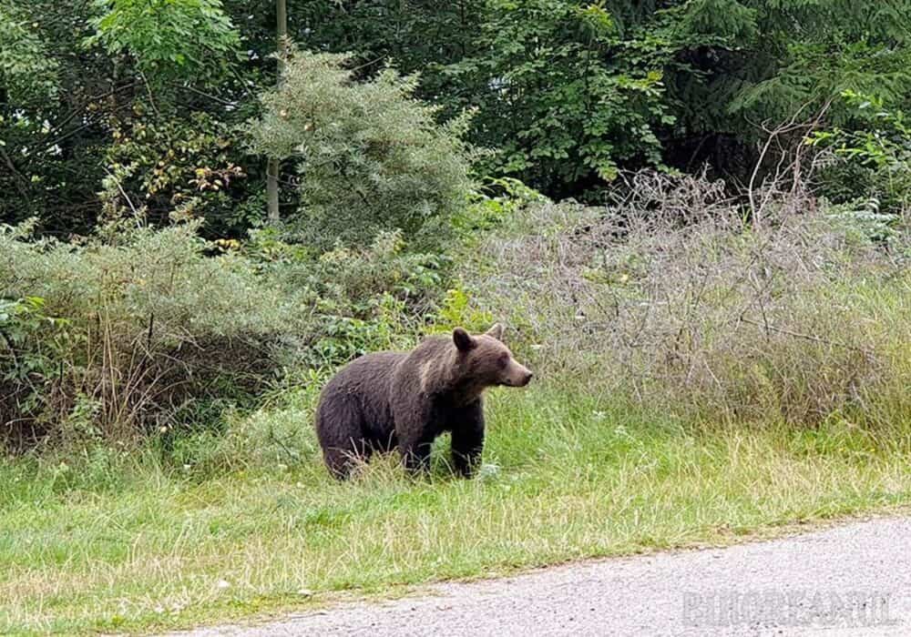 Urși observați în apropierea Oradiei. Specialiștii spun că au fost aduși ilegal în zonă