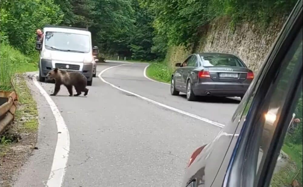 VIDEO Urs atacat cu spray paralizant pe Transfăgărăşan