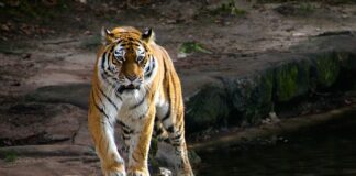 Un bărbat a fost muşcat de un tigru la Grădina Zoologică din Bârlad. Victima a ajuns la spital cu rani la picioare