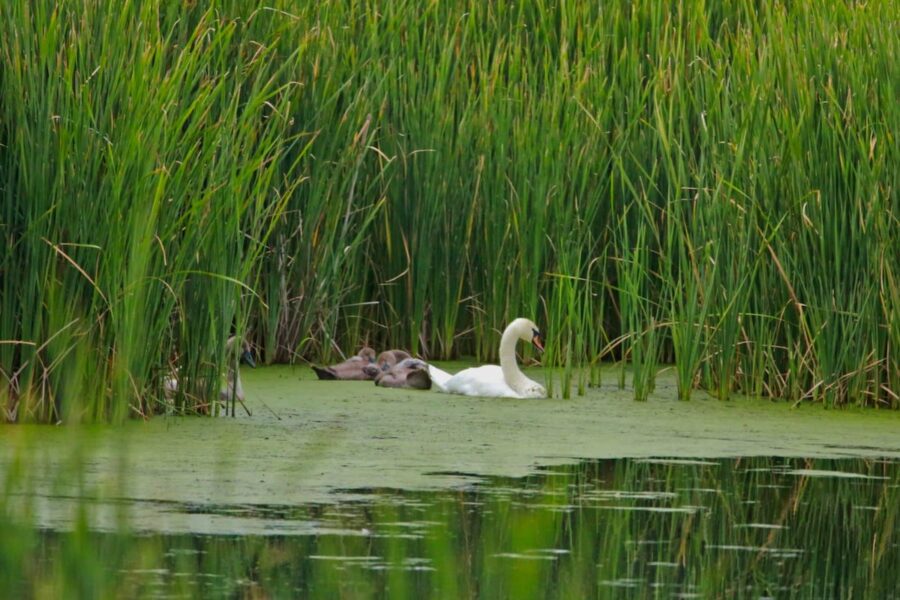 Miracolul naturii la câţiva kilometri de Slatina, în delta de pe râul Olt. O lebădă cu oui