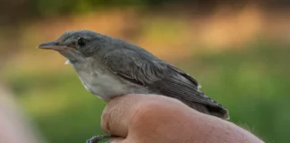 O nouă specie de pasăre descoperită de cercetătorii din Iaşi, ea cuibărește în Peninsula Balcanică și Turcia