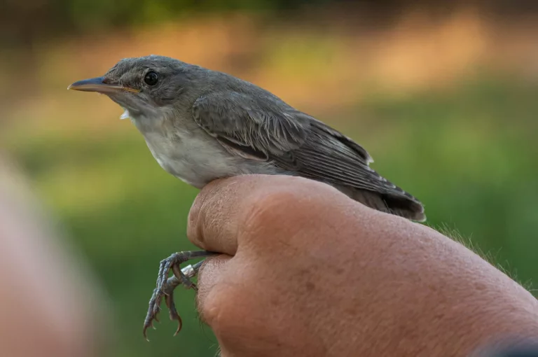 O nouă specie de pasăre descoperită de cercetătorii din Iaşi, ea cuibărește în Peninsula Balcanică și Turcia