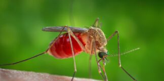 Infecțiile cu virusul West Nile, în creștere. Institutul Național de Sănătate continuă monitorizarea cazurilor de infecții cu virusul