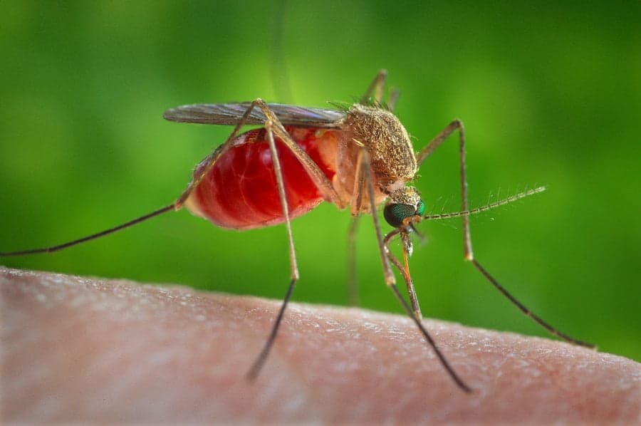 Infecțiile cu virusul West Nile, în creștere. Institutul Național de Sănătate continuă monitorizarea cazurilor de infecții cu virusul