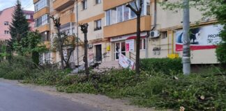 S.O.S – Salvați copacii Bistriței! Primăria Bistrița se apucă de tăiat arbori. Sunt pregătite două serii de tăieri care totalizează 94 arbori.