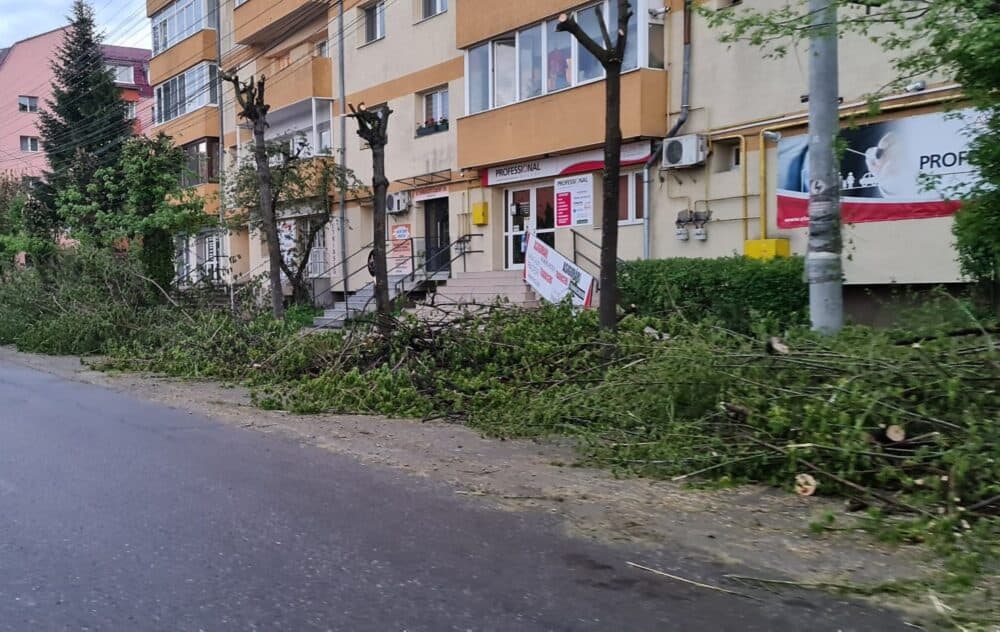 S.O.S – Salvați copacii Bistriței! Primăria Bistrița se apucă de tăiat arbori. Sunt pregătite două serii de tăieri care totalizează 94 arbori.