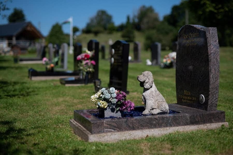 Ce facem când ne moare câinele sau pisica - legislația din România interzice îngroparea animalelor în locuri neautorizate