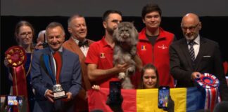 Cel mai frumos motan din lume este din România - a câștigat World Winner 2023 - felina este din rasa Maine Coon