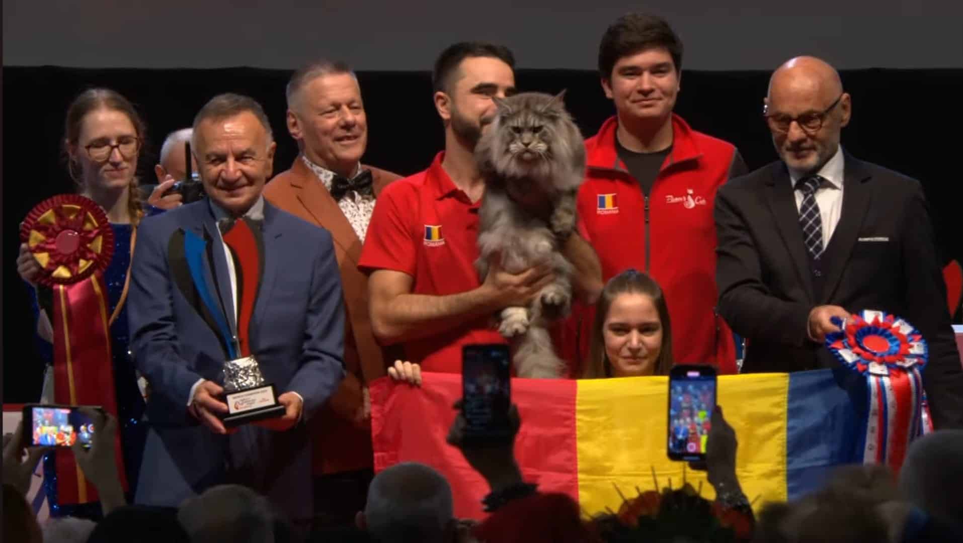 Cel mai frumos motan din lume este din România - a câștigat World Winner 2023 - felina este din rasa Maine Coon