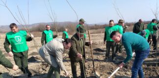 O mică pădure plantată de Primăria Oradea pentru locuitorii unui cartier din oraș s-a uscat complet