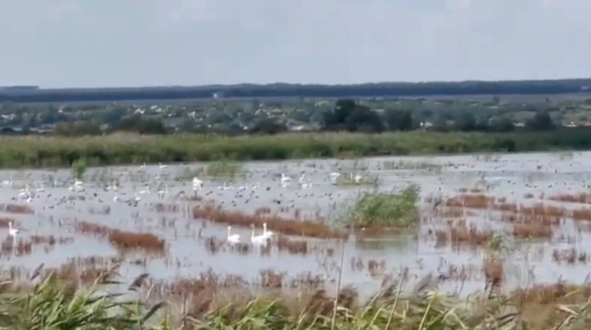 Scandal într-o arie protejată din Delta Moldovei. Doi afacerişti au semănat porumb pe sute de hectare