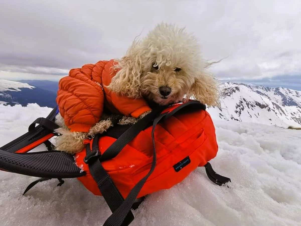 Zoe Alpinista, primul câine cu legitimaţie de montaniard, a cucerit 37 de vârfuri montane