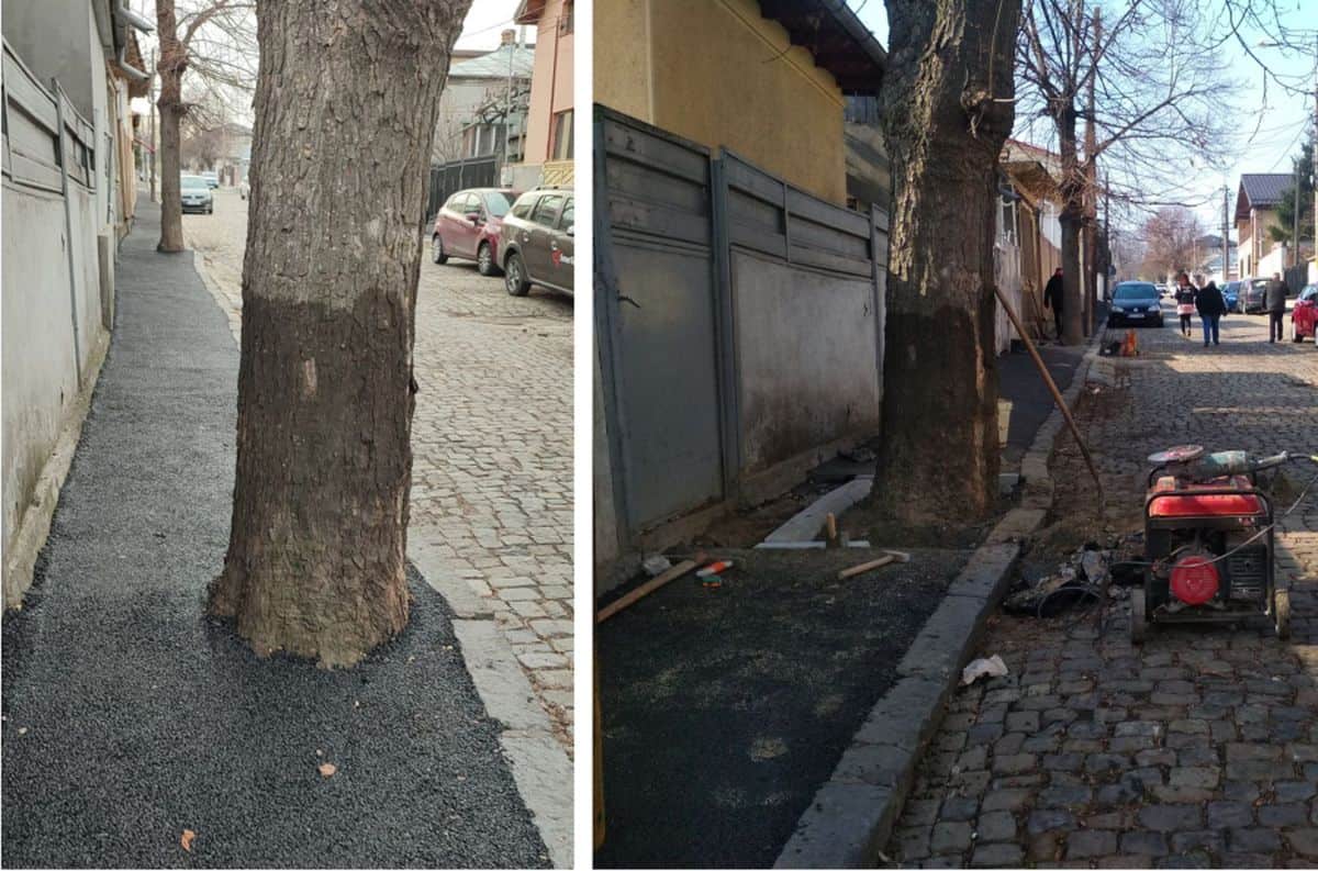 Copaci asfaltați pe o stradă din Galați. Firma care a făcut lucrarea, amendată de Garda de Mediu