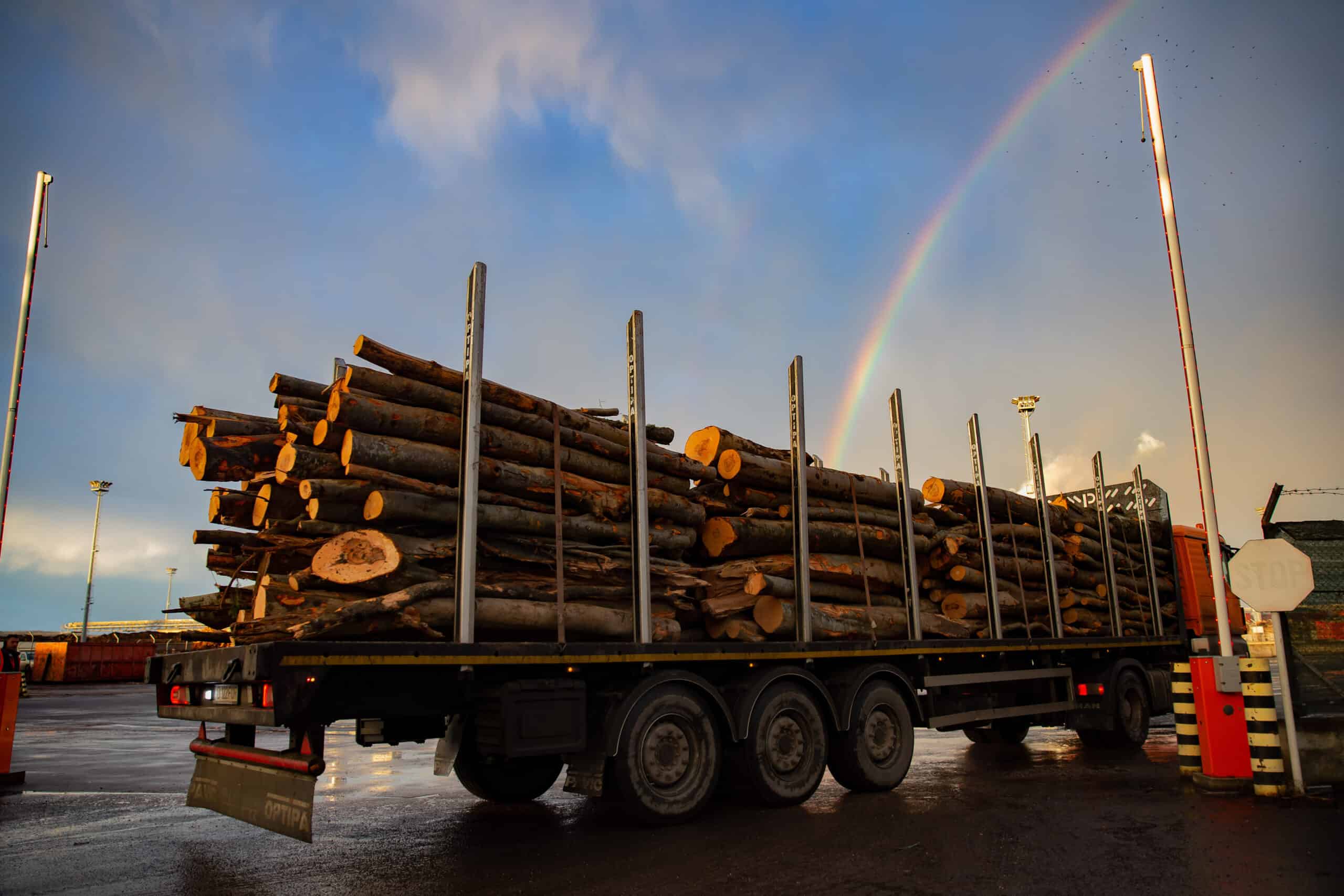 Peste 20.000 de români cer să nu se renunțe la confiscarea camioanelor care cară lemn furat. Foto: Inquam Photos / Ovidiu Dumitru Matiu