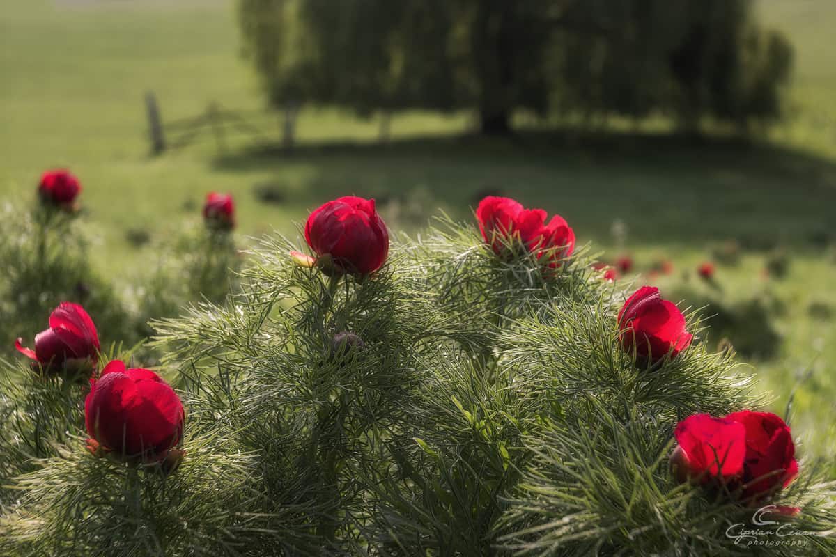 Bujorii de stepă de la Zau de Câmpie au început deja să înflorească. Pot fi admirați în Rezervaţia Botanică