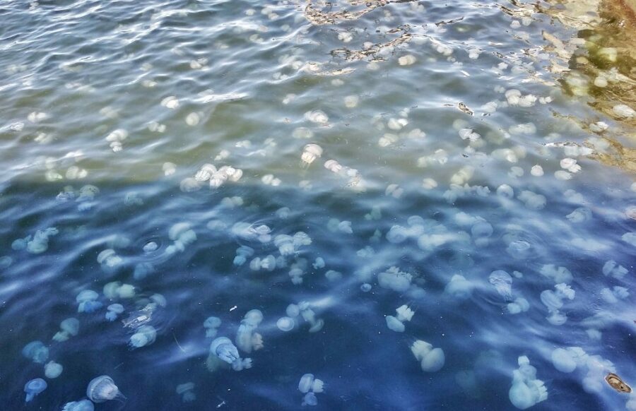 Meduze în Marea Neagră, lângă portul Odesa. Foto: golos.ua