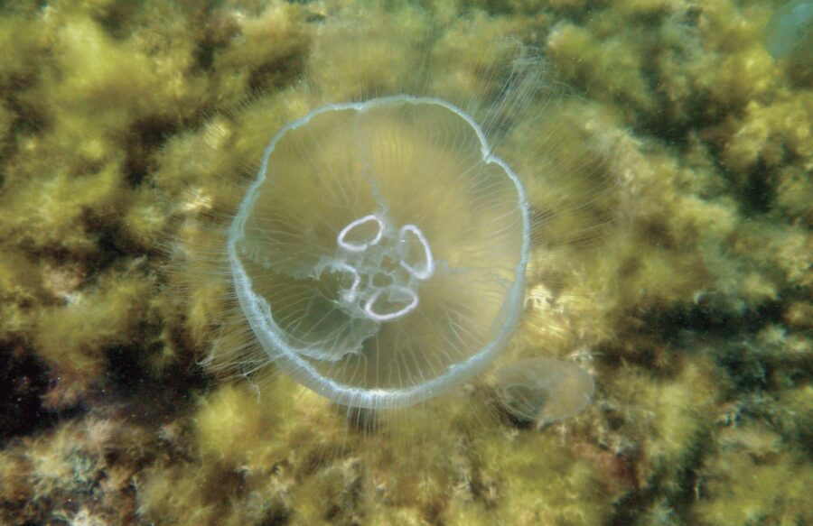 Aurelia aurita sau Meduza de apă rece (luna jeleu sau luna meduză, meduza comună, sau meduza farfurie)
