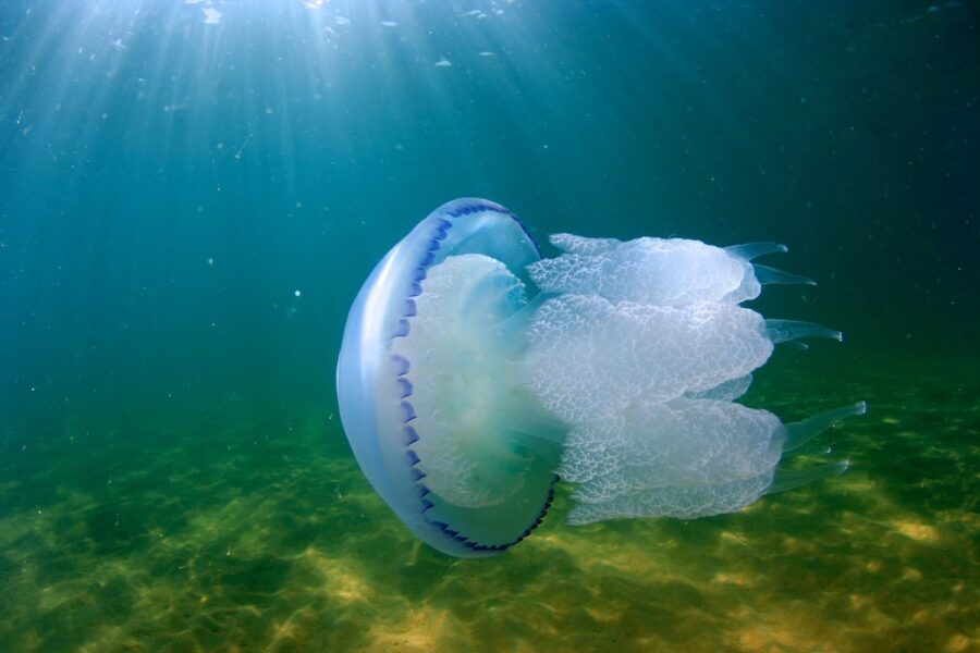 Meduza de apă caldă