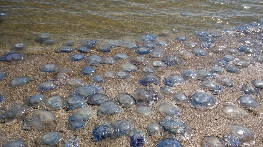Meduzele din Marea Neagră adoră apa caldă. De aceea, ele se îndreaptă în masa către coastă