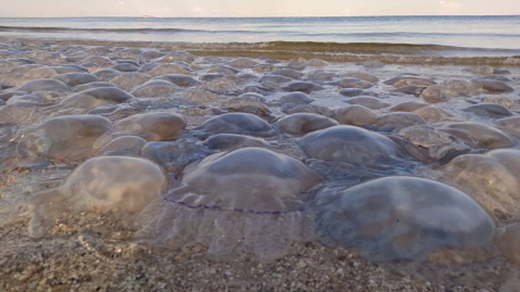 Marea Neagră este amenințată cu ocuparea completă... de către meduze