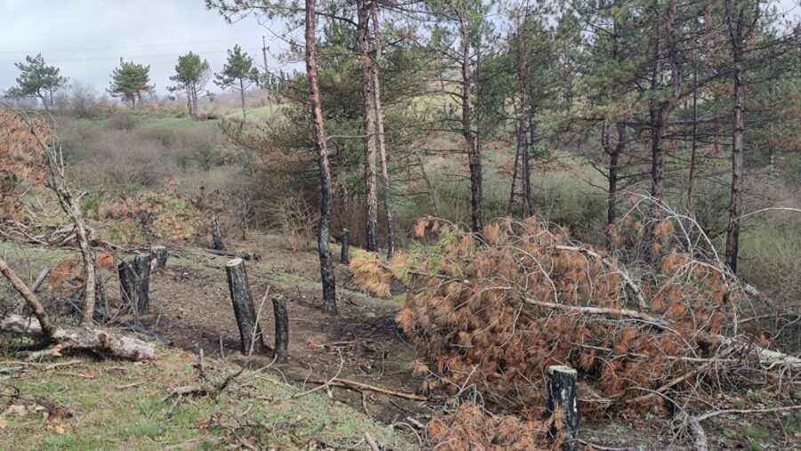 Rușii au tăiat peste o mie de copaci în Parcul național. Fotografie, pagina de Facebook a lui Ivan Moisienko