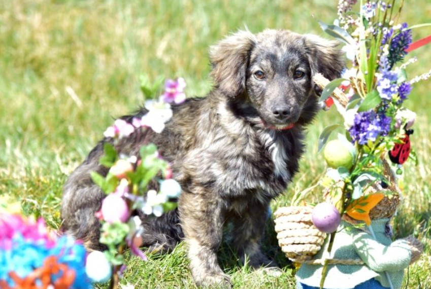 Târg de adopții canine la Craiova. Evenimentul va avea loc sâmbătă, 15 iunie 2024, în zona Debarcader din Parcul „Nicolae Romanescu”, în intervalul orar 10:00-14:00. Târgul este organizat de Salubritate Craiova, prin Centrul de Adopții Canine Craiova.