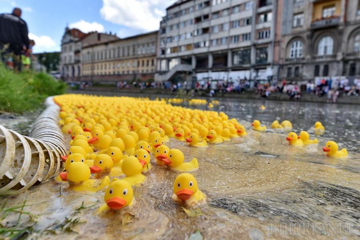 Eveniment caritabil în Oradea. 4.000 de rățuște s-au „întrecut” pe Crișul Repede | Bihoreanul