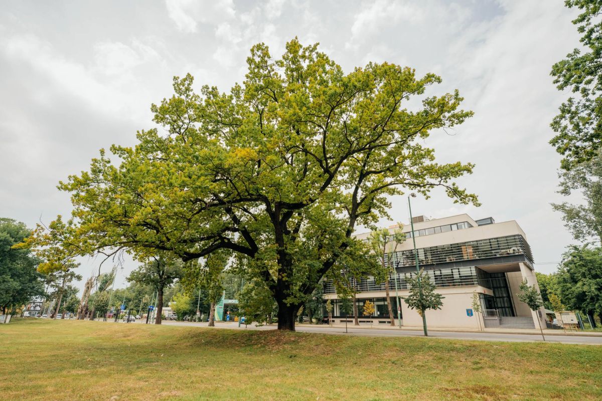 Arbori valoroși ai Timișoarei, termoscanați pentru evaluarea stării lor de sănătate