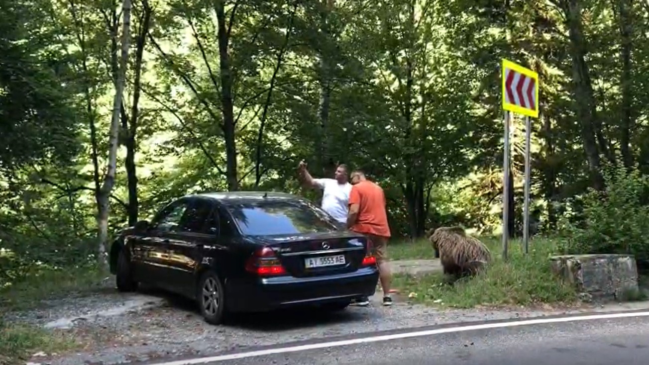 Doi turiști străini au fost salvați din ghearele ursului. Ce greșeală au făcut acesția. Incidentul a avut loc azi, pe DN 7C Transfăgărășan.