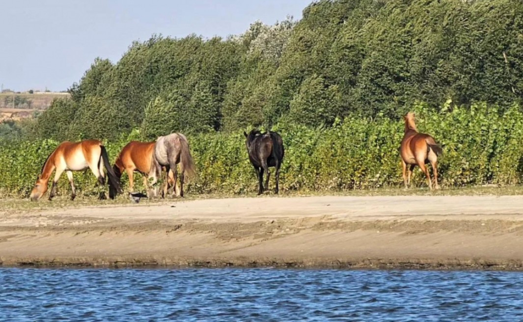 „Insula Cailor”, locul unde se întâlnesc trei țări: România, Moldova și Ucraina. De câţiva ani, după ce excursiile cu bărcile pe Dunăre au luat avânt, se vorbește din ce în ce mai mult despre o mică insulă sălbatică situată la 15 kilometri de Galați, la gura de vărsare a râului Prut în Dunăre, acolo unde „se întâlnesc