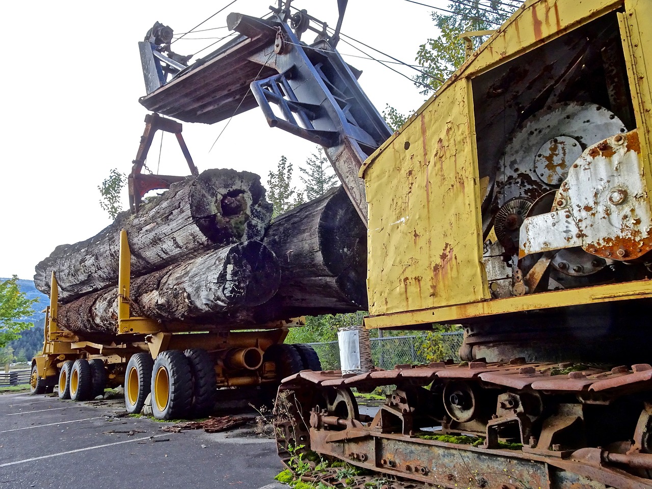 Autoritățile din Bistrița-Năsăud sunt permisive cu transportatorii de lemn ilegal. De ce nu se confiscă camioanele.