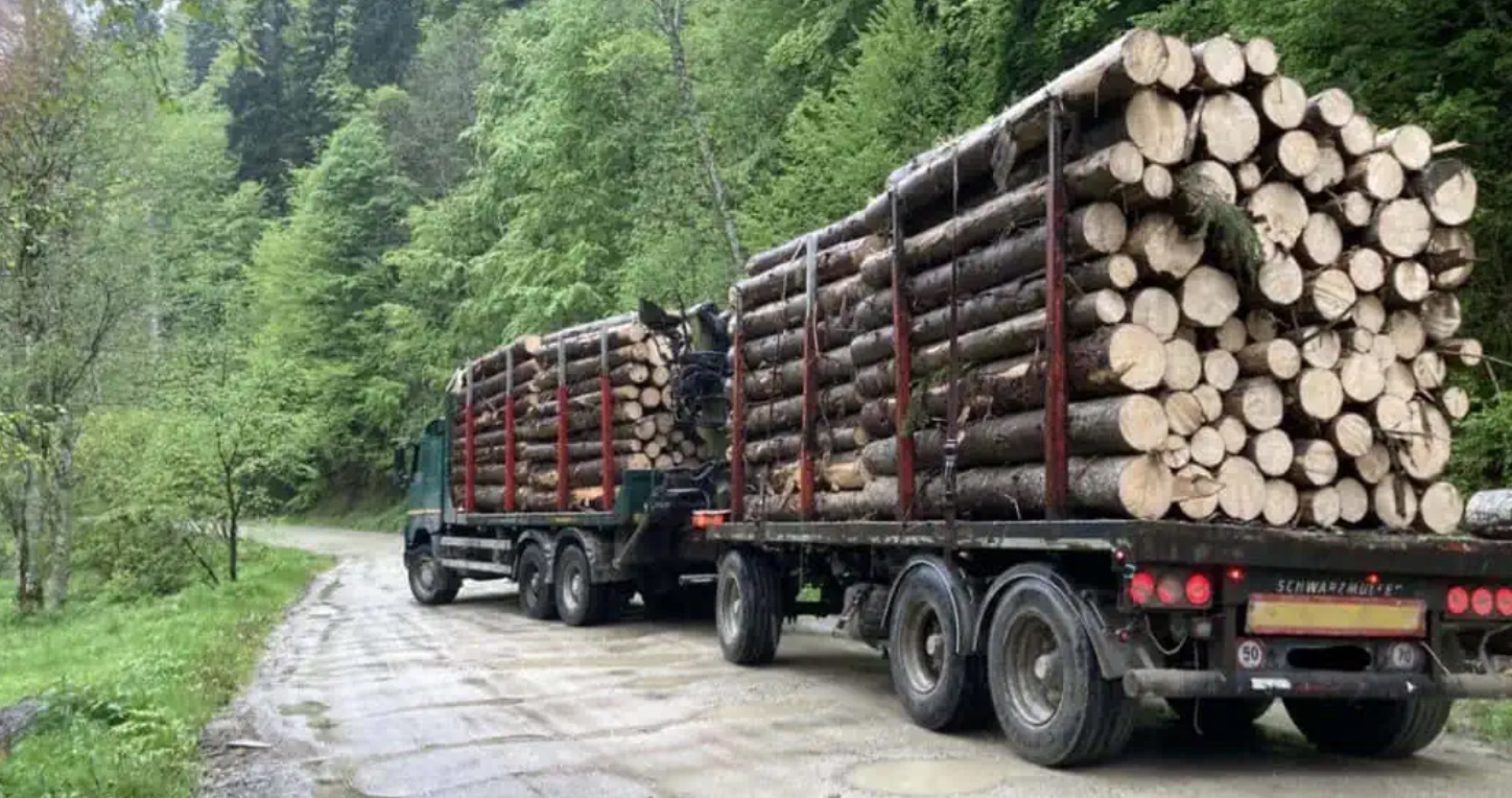 Why some prosecutors avoid seizing trucks transporting illegal timber