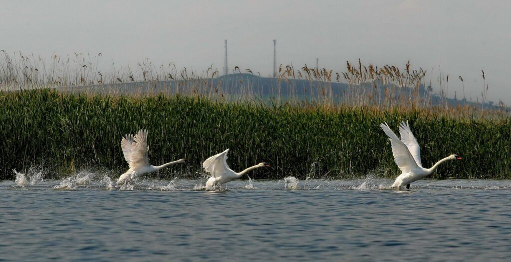 Delta Jijiei, zona prea puțin cunoscută de locuitorii din județul Iași