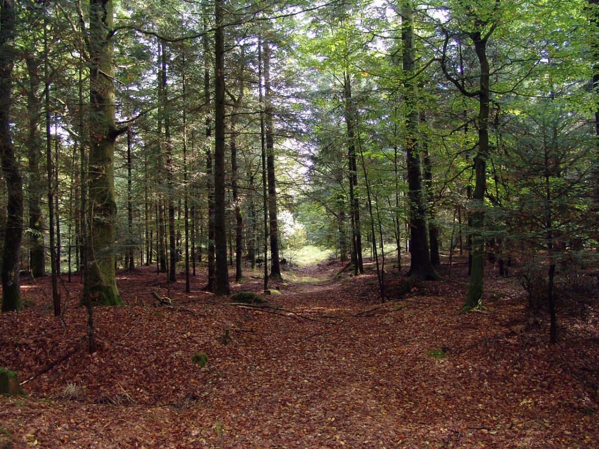 Anchetă la Suceava într-un caz de infestare intenţionată a unei păduri cu nade feromonale amplasate pe arbori